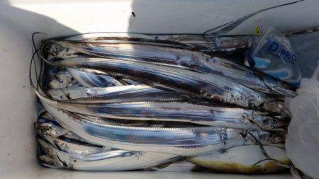 暁〜akatsuki〜 釣果