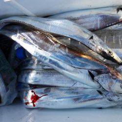 暁〜akatsuki〜 釣果