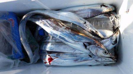 暁〜akatsuki〜 釣果