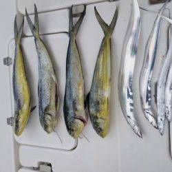 暁〜akatsuki〜 釣果