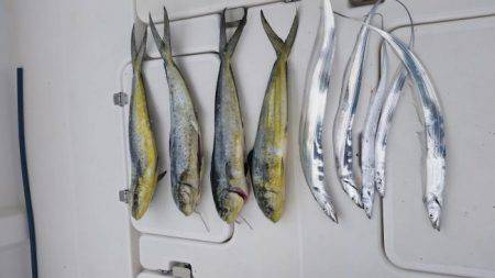 暁〜akatsuki〜 釣果