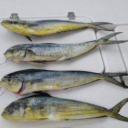 暁〜akatsuki〜 釣果