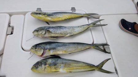 暁〜akatsuki〜 釣果