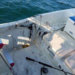 Magic（マジック） 釣果