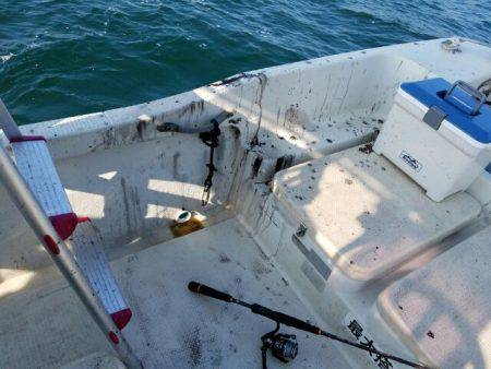 Magic（マジック） 釣果