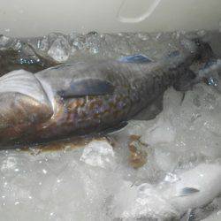 こうゆう丸 釣果