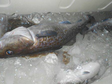 こうゆう丸 釣果