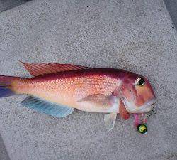 IDATEN(イダテン) 釣果