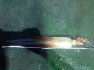 なかくに丸 釣果