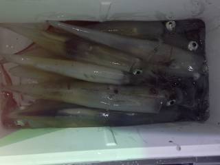 なかくに丸 釣果