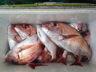 なかくに丸 釣果