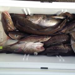 なかくに丸 釣果