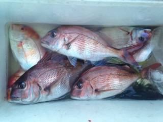 なかくに丸 釣果