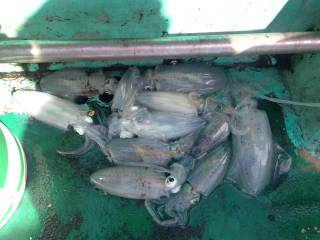 なかくに丸 釣果