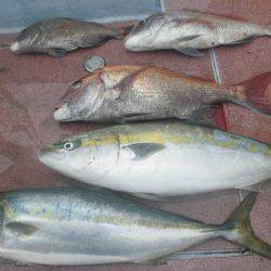 大進丸（愛知） 釣果