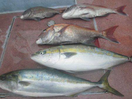 大進丸（愛知） 釣果