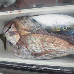 大進丸（愛知） 釣果