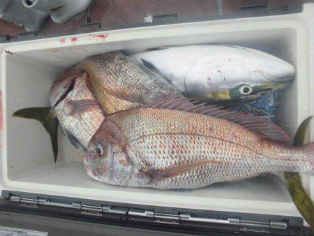 大進丸（愛知） 釣果