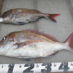 大進丸（愛知） 釣果