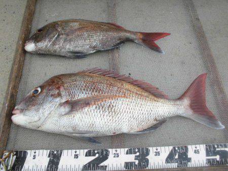 大進丸（愛知） 釣果