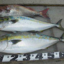 大進丸（愛知） 釣果