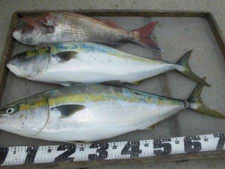 大進丸（愛知） 釣果