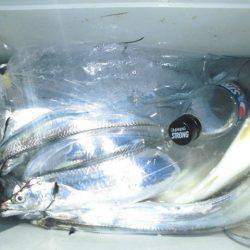 大進丸(愛知) 釣果