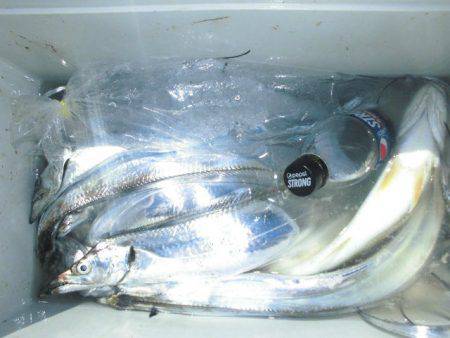 大進丸(愛知) 釣果