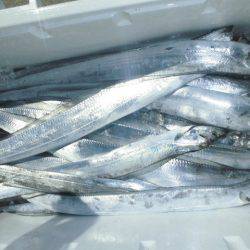 大進丸(愛知) 釣果