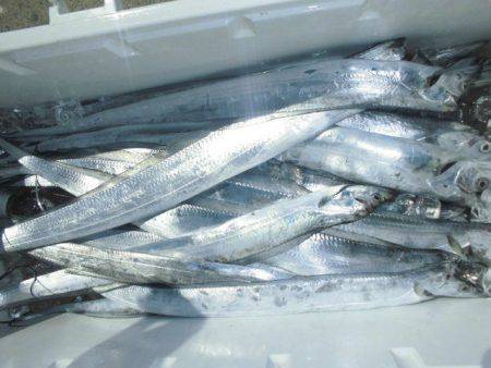 大進丸(愛知) 釣果