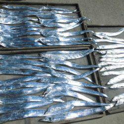 大進丸(愛知) 釣果