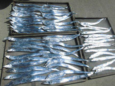 大進丸(愛知) 釣果