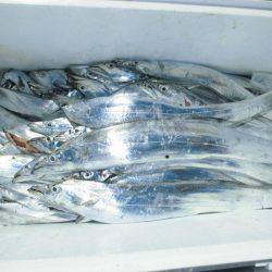 大進丸(愛知) 釣果