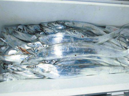 大進丸(愛知) 釣果