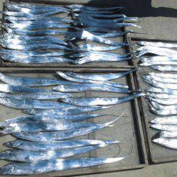 大進丸(愛知) 釣果