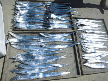 大進丸(愛知) 釣果