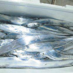 大進丸(愛知) 釣果