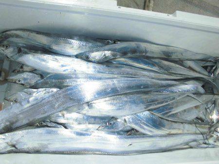 大進丸(愛知) 釣果