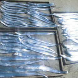 大進丸(愛知) 釣果