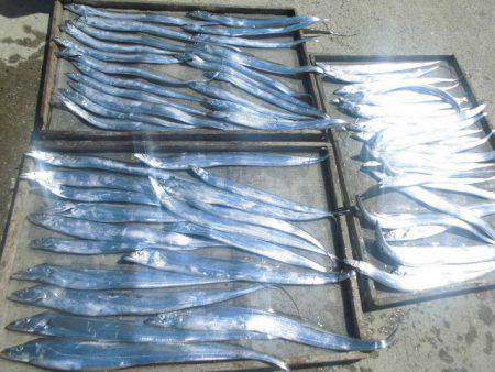 大進丸(愛知) 釣果