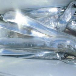 大進丸(愛知) 釣果