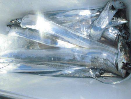 大進丸(愛知) 釣果