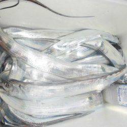 大進丸(愛知) 釣果