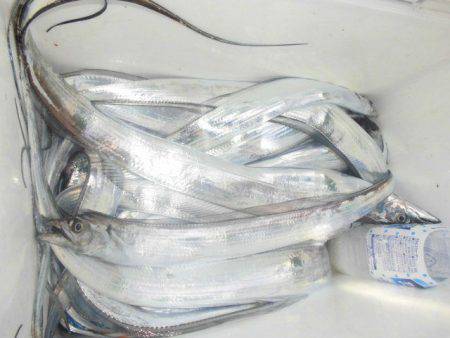 大進丸(愛知) 釣果