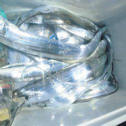 大進丸(愛知) 釣果