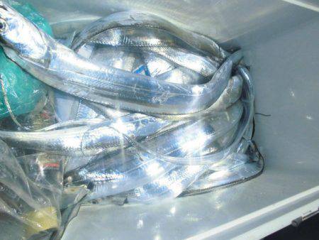 大進丸(愛知) 釣果