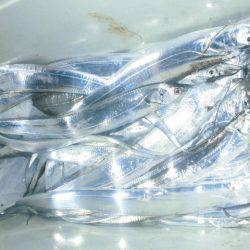 大進丸(愛知) 釣果