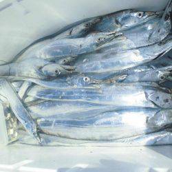 大進丸(愛知) 釣果