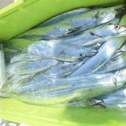 大進丸(愛知) 釣果