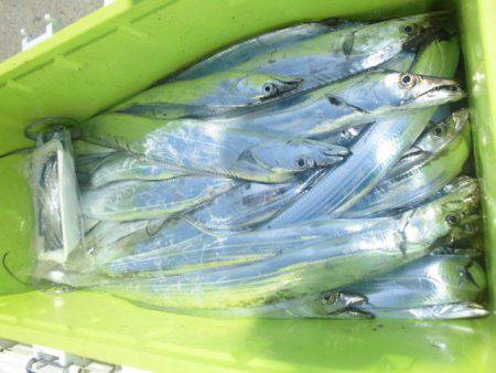 大進丸(愛知) 釣果